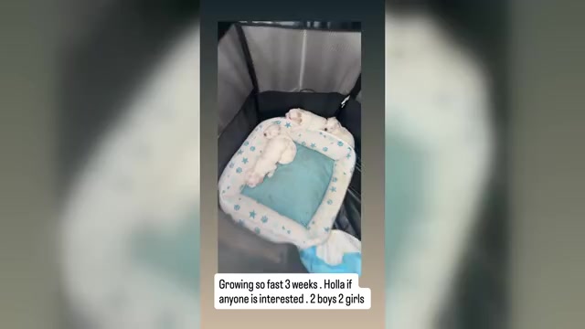 Video preview image #2  Breeder Profile in SAN JOSE, CA, USA