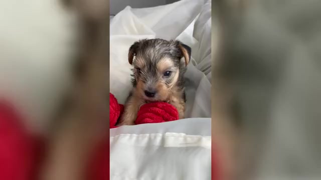 Video preview image #1 Yorkshire Terrier Puppy For Sale in ROCK HILL, SC, USA