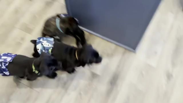 Video preview image #4 Cane Corso Puppy For Sale in REEVESVILLE, SC, USA
