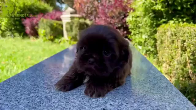 Video preview image #6 Shih Tzu Puppy For Sale in HAYWARD, CA, USA