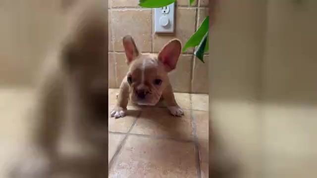 Video preview image #1 French Bulldog Puppy For Sale in DISCOVERY BAY, CA, USA