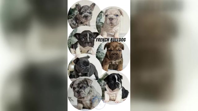 Video preview image #6  Breeder Profile in GOSHEN, IN, USA