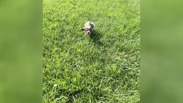 Video preview image #3 Cocker Spaniel Puppy For Sale in WARSAW, IN, USA