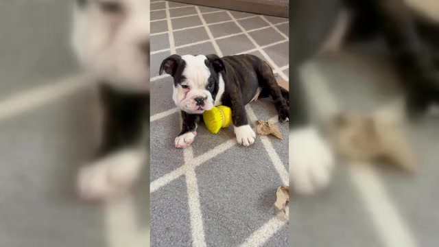 Video preview image #2 Bulldog Puppy For Sale in BOWLING GREEN, KY, USA