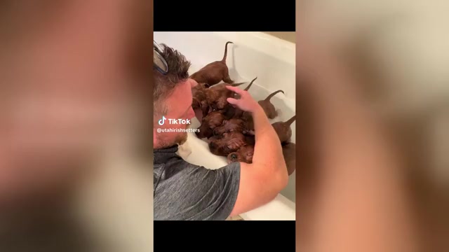 Video preview image #3 Irish Setter Puppy For Sale in OREM, UT, USA