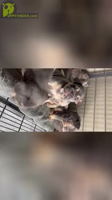 Video preview image #1  Breeder Profile in TALLAHASSEE, FL, USA