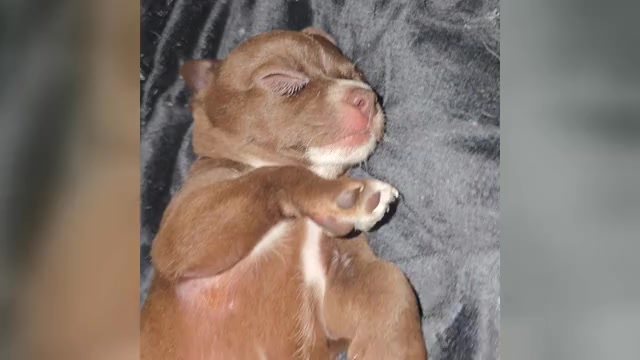 Video preview image #2 Chihuahua Puppy For Sale in ANDALUSIA, AL, USA