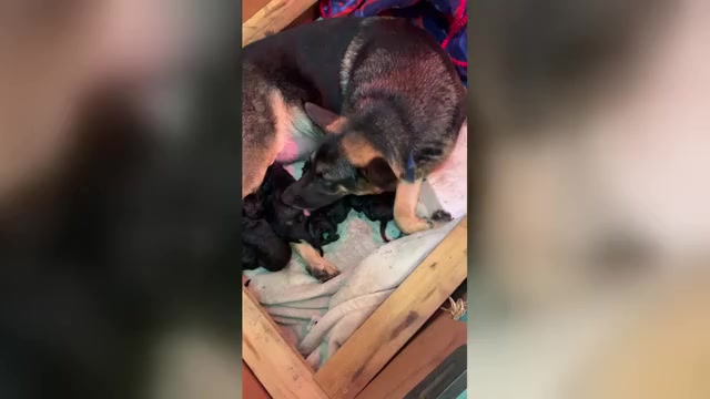 Video preview image #1 German Shepherd Dog Puppy For Sale in BOKOSHE, OK, USA