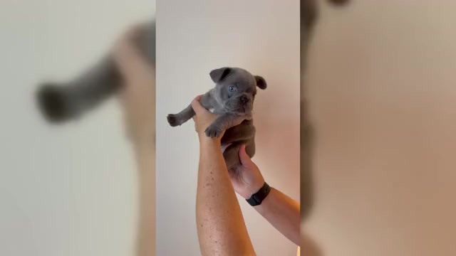 Video preview image #3 French Bulldog Puppy For Sale in FAIRFIELD, CA, USA
