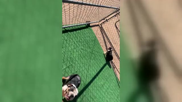 Video preview image #3 English Bulldog Puppy For Sale in VICTORVILLE, CA, USA