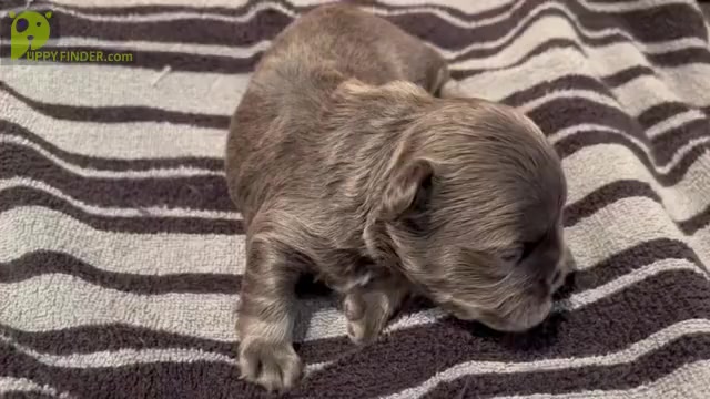 Video preview image #2 French Bulldog Puppy For Sale in MIMS, FL, USA