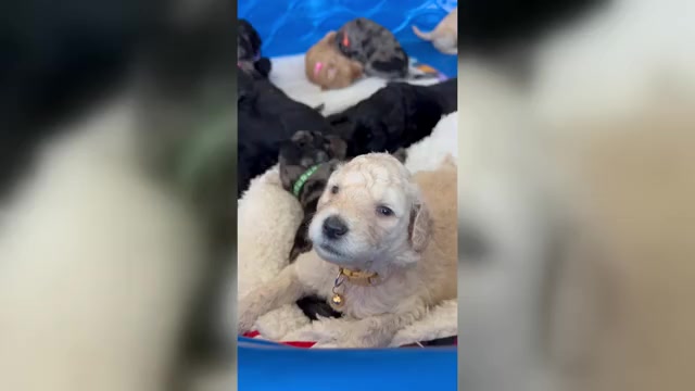 Video preview image #1  Breeder Profile in TUCSON, AZ, USA