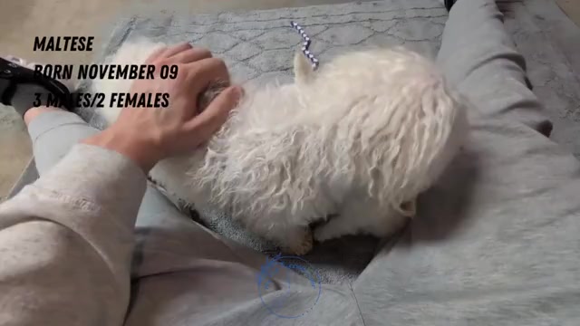 Video preview image #2 Maltese Puppy For Sale in GOSHEN, IN, USA