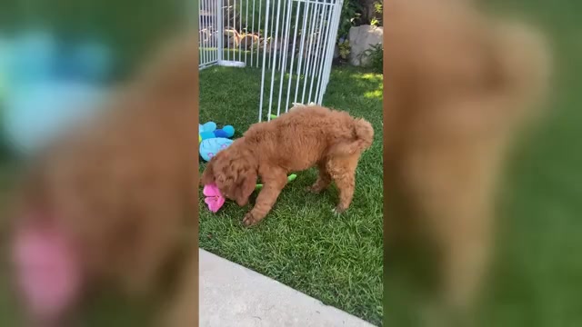 Video preview image #1 Goldendoodle Puppy For Sale in BREA, CA, USA