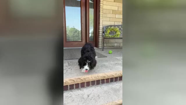Video preview image #1 Bernedoodle Puppy For Sale in WOLCOTT, IN, USA