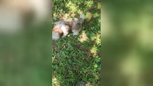 Video preview image #1 Shih Tzu Puppy For Sale in LITHONIA, GA, USA