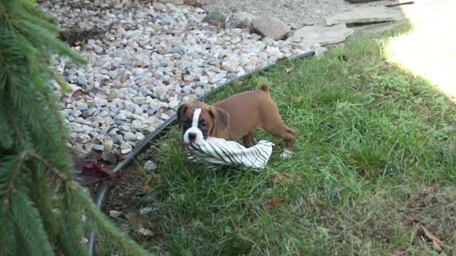 Video preview image #2 Boxer Puppy For Sale in SHIPSHEWANA, IN, USA