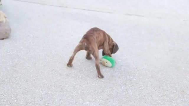 Video preview image #1 Boxer Puppy For Sale in SHIPSHEWANA, IN, USA
