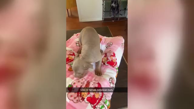 Video preview image #3 American Bully Puppy For Sale in TROY, NY, USA