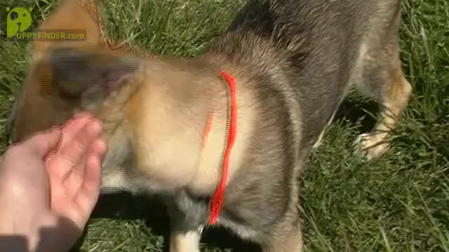 Video preview image #1 German Shepherd Dog Puppy For Sale in PIEDMONT, MO, USA