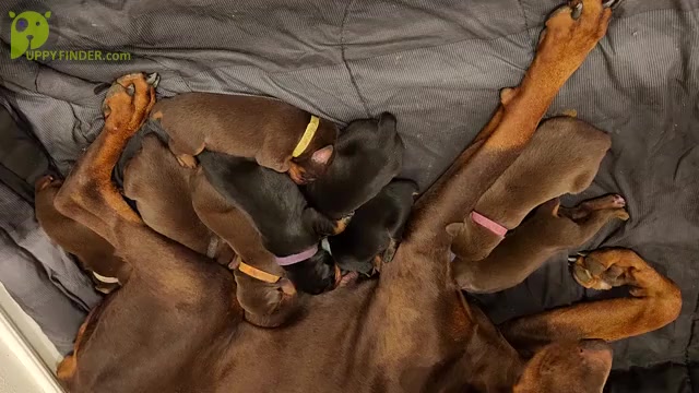 Video preview image #3 Doberman Pinscher Puppy For Sale in RIVERSIDE, CA, USA