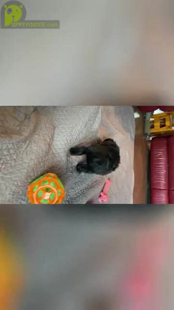Video preview image #2 Aussiedoodle Miniature  Puppy For Sale in PURDON, TX, USA