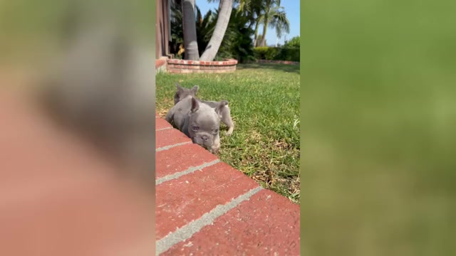 Video preview image #1 French Bulldog Puppy For Sale in CORONA, CA, USA