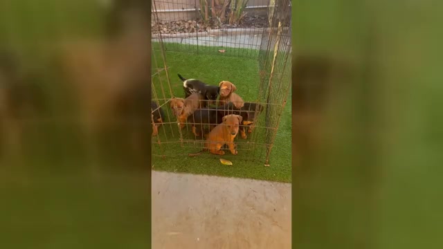 Video preview image #3 Doberman Pinscher-Mountain Cur Mix Puppy For Sale in TEMECULA, CA, USA