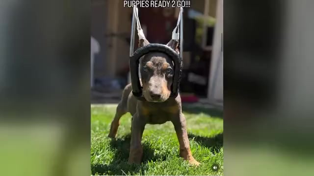 Video preview image #1 Doberman Pinscher Puppy For Sale in CERES, CA, USA