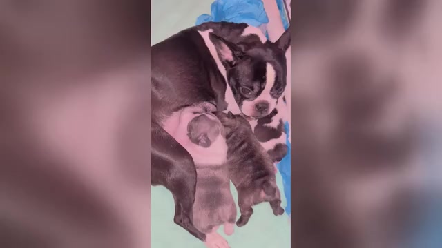 Video preview image #1  Breeder Profile in AKRON, OH, USA