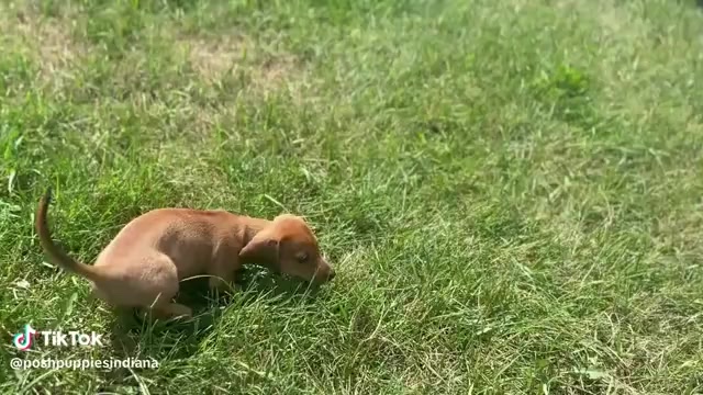 Video preview image #1 Dachshund Puppy For Sale in WARSAW, IN, USA
