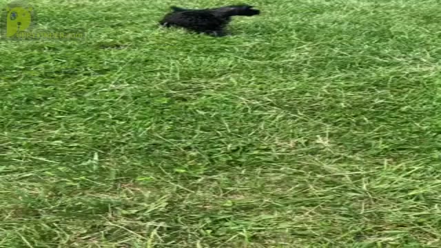 Video preview image #15 Schnauzer (Miniature) Puppy For Sale in WARSAW, IN, USA