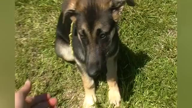 Video preview image #1 German Shepherd Dog Puppy For Sale in PIEDMONT, MO, USA