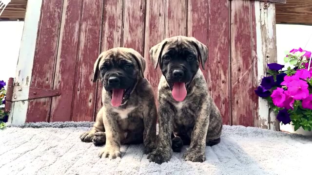 Video preview image #2 Mastiff Puppy For Sale in WAKARUSA, IN, USA