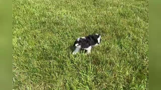 Video preview image #1 Cavapoo Puppy For Sale in WARSAW, IN, USA