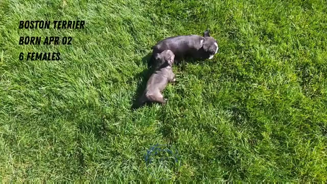 Video preview image #1 Boston Terrier Puppy For Sale in GOSHEN, IN, USA