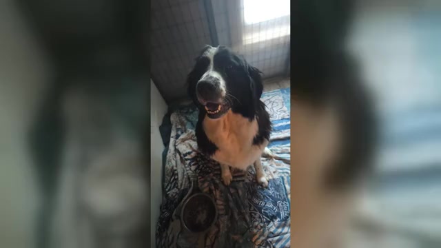 Video preview image #1 Great Bernese Puppy For Sale in ARLINGTON, WA, USA