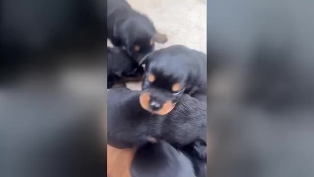 Video preview image #2 Rottweiler Puppy For Sale in WILLINGTON, CT, USA