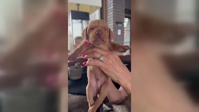 Video preview image #4 Vizsla Puppy For Sale in FISCHER, TX, USA