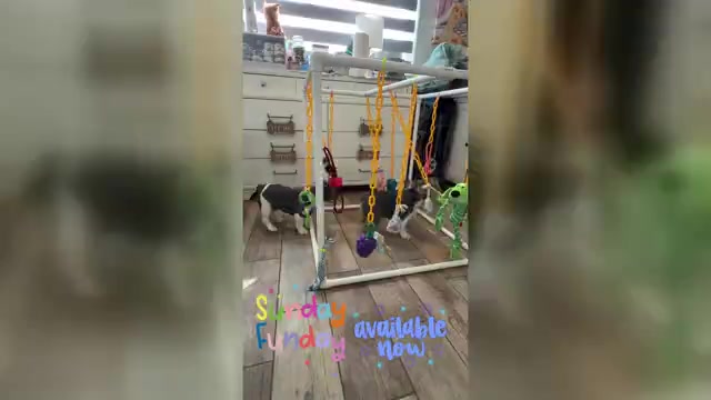 Video preview image #1 French Bulldog Puppy For Sale in CAPE CORAL, FL, USA