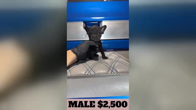 Video preview image #2 French Bulldog Puppy For Sale in SUNNYSIDE, WA, USA
