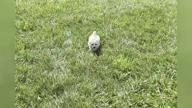 Video preview image #1 Maltipoo Puppy For Sale in WARSAW, IN, USA