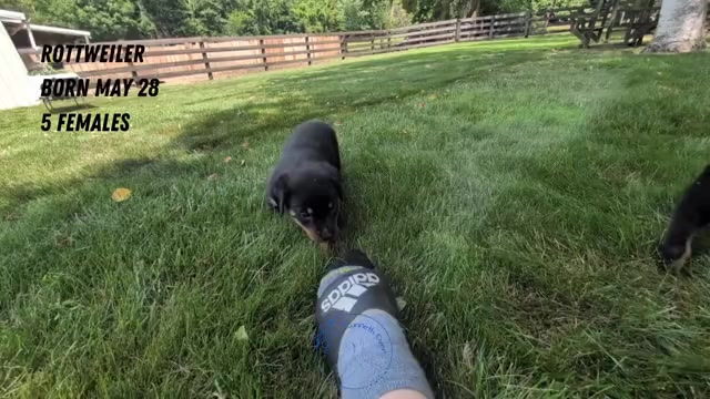 Video preview image #5 Rottweiler Puppy For Sale in GOSHEN, IN, USA
