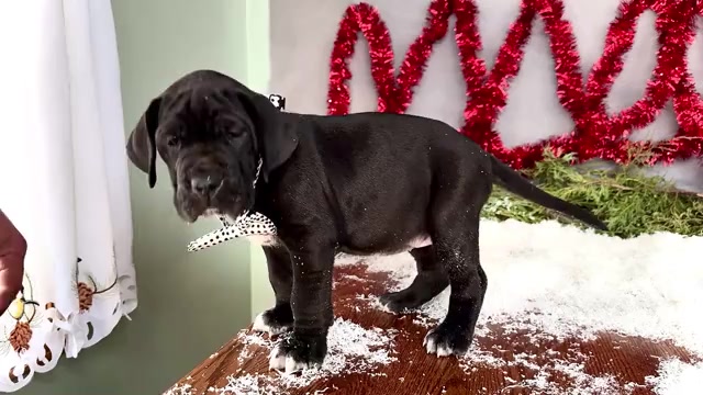 Video preview image #1 Great Dane Puppy For Sale in WAKARUSA, IN, USA