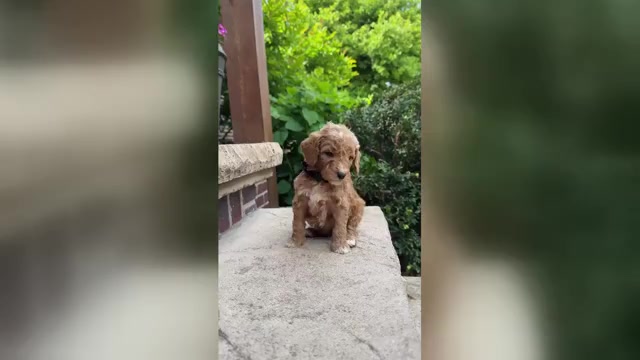 Video preview image #1 Poodle (Standard) Puppy For Sale in WOLCOTT, IN, USA