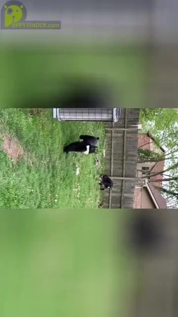 Video preview image #11 Schnauzer (Giant) Puppy For Sale in DAYTON, OH, USA