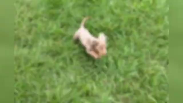 Video preview image #1 Dachshund Puppy For Sale in WARSAW, IN, USA