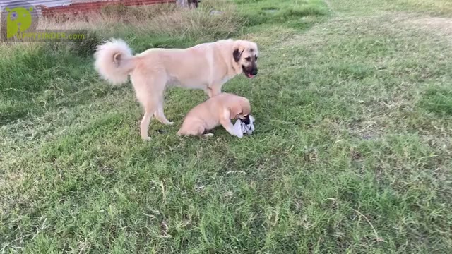 Video preview image #4 Anatolian Shepherd Puppy For Sale in ROBSTOWN, TX, USA