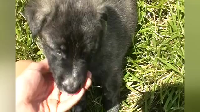 Video preview image #1 German Shepherd Dog Puppy For Sale in PIEDMONT, MO, USA