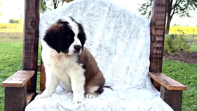 Video preview image #1 Saint Bernard Puppy For Sale in WAKARUSA, IN, USA